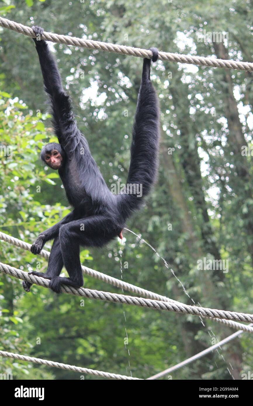 Macaco aranha de testa branca hi-res stock photography and images - Alamy