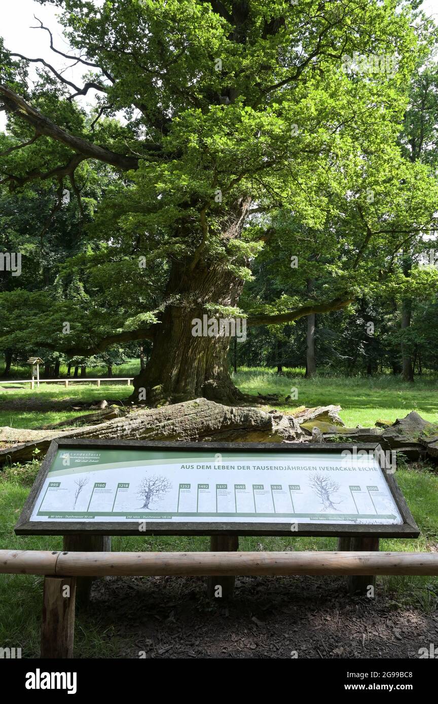 GERMANY, Stavenhagen, National Nature monument, Ivenacker Eichen, 1000 years old german oak trees near village of Ivenack in Mecklenburg Stock Photo