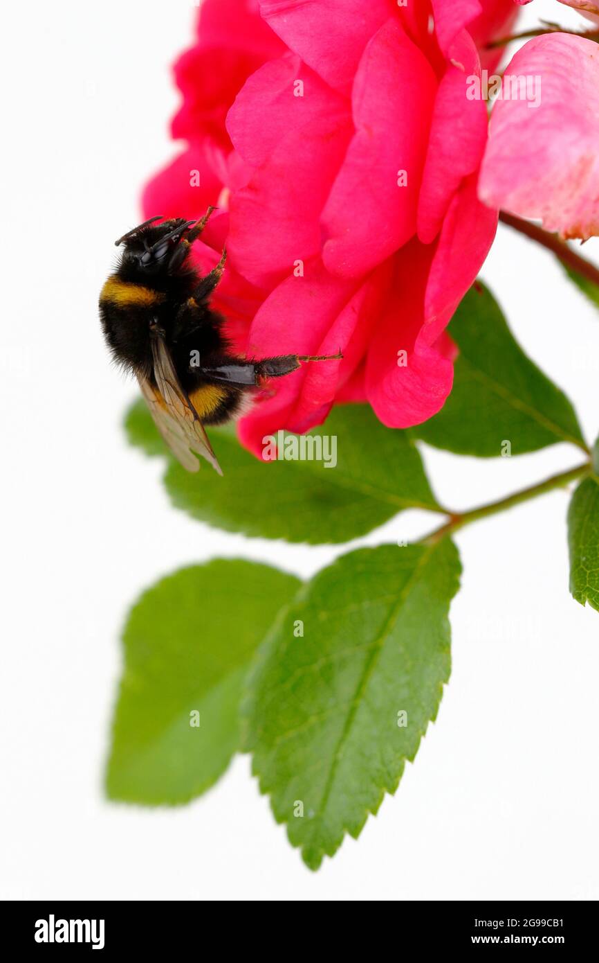A bumblebee sits on a rose blossom Stock Photo