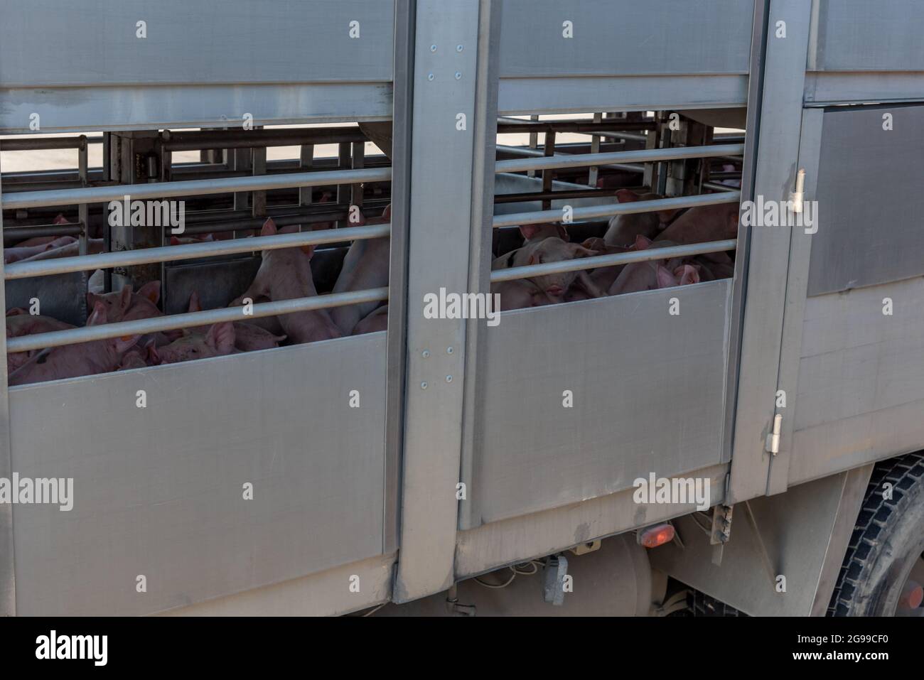 Pig Transport Truck High Resolution Stock Photography and Images Alamy