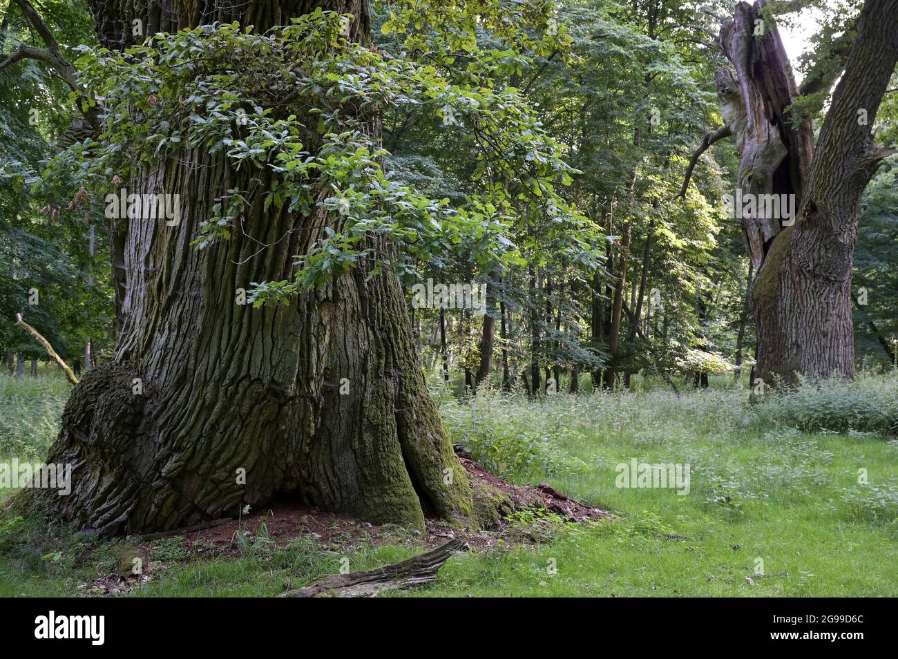 GERMANY, Stavenhagen, National Nature monument, Ivenacker Eichen, 1000 years old german oak trees near village of Ivenack in Mecklenburg Stock Photo