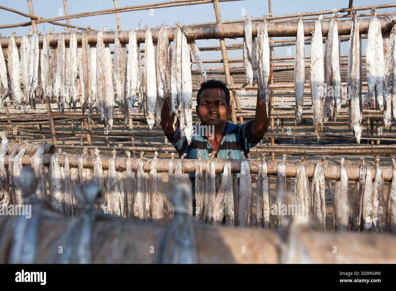 Fishermen working in the process of dry fish preparation in the shore