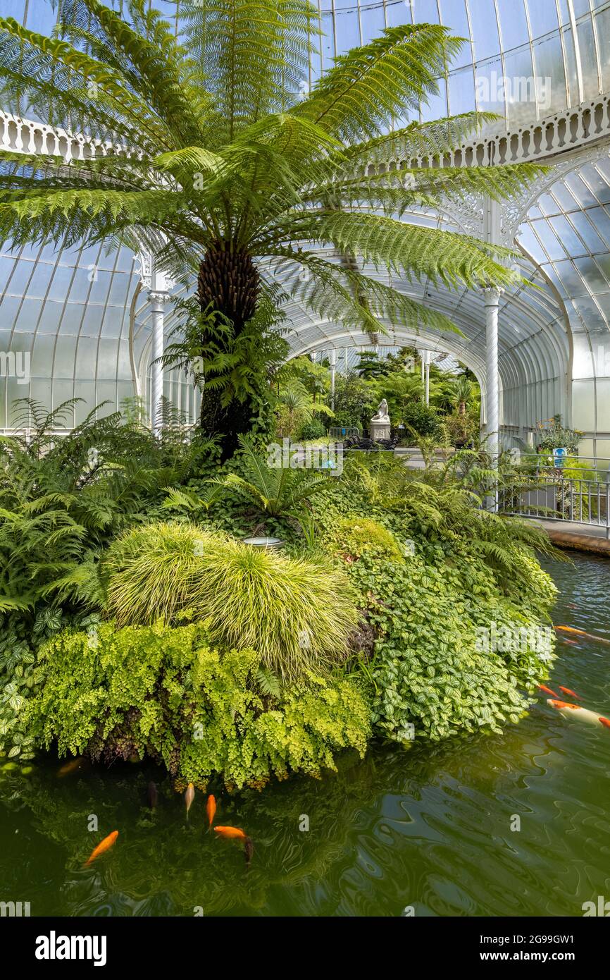 Interior of the Victorian wrought iron-framed Kibble Palace glasshouse in Glasgow Botanic Gardens in the West End of Glasgow, Scotland, UK Stock Photo
