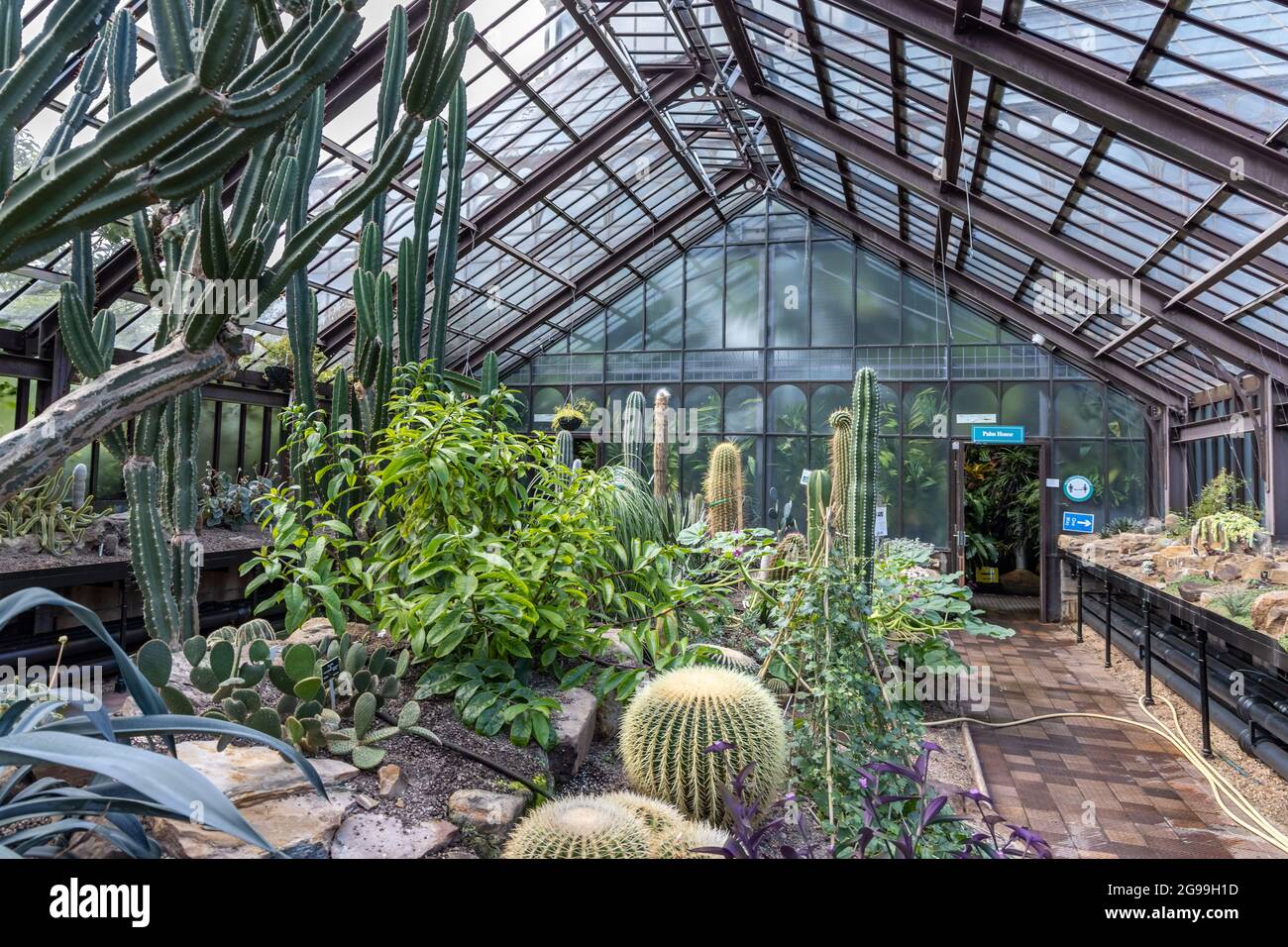 Interior of the Victorian wrought iron-framed Kibble Palace glasshouse in Glasgow Botanic Gardens in the West End of Glasgow, Scotland, UK Stock Photo
