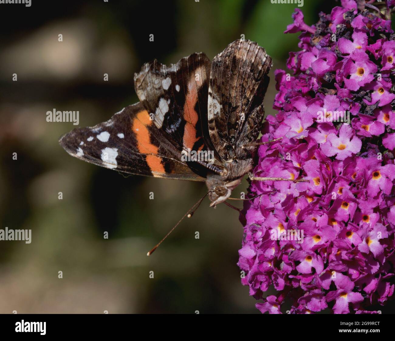 Red Admiral Butterfly on Purple Buddleja Stock Photo