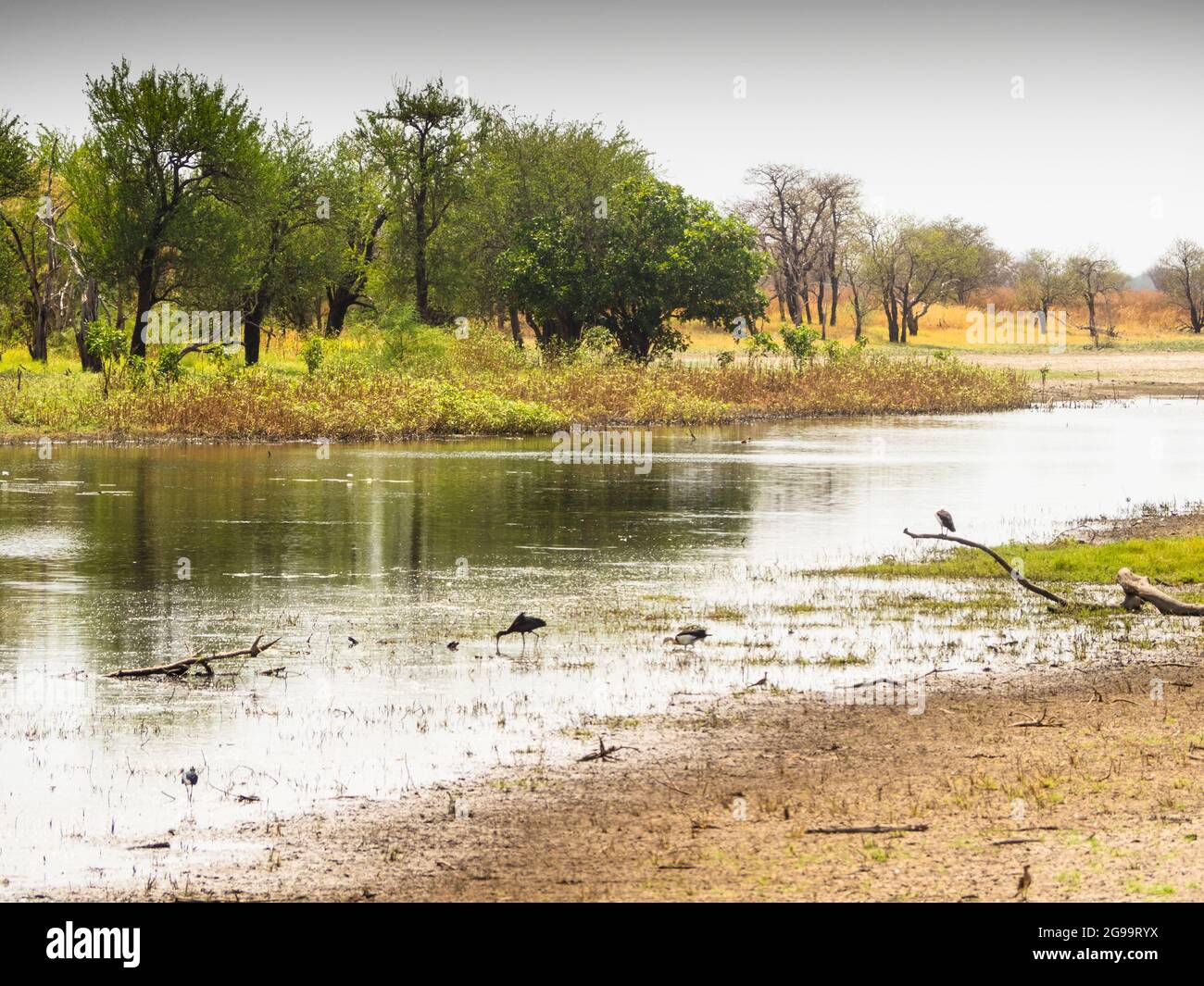 Ramsar Tree High Resolution Stock Photography And Images Alamy