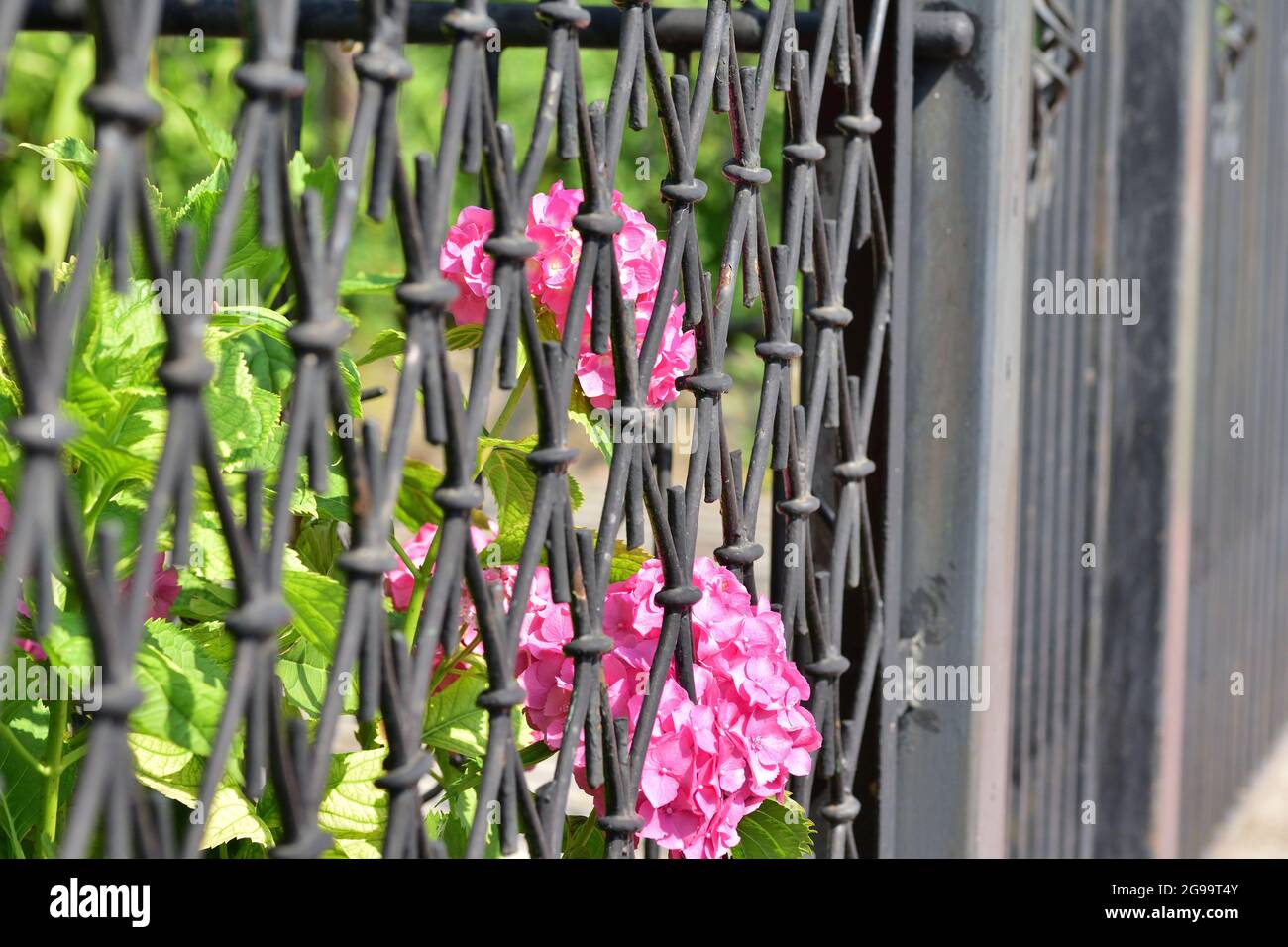 The hydrangea growing by the fence is squeezing into the street. Summer. Stock Photo