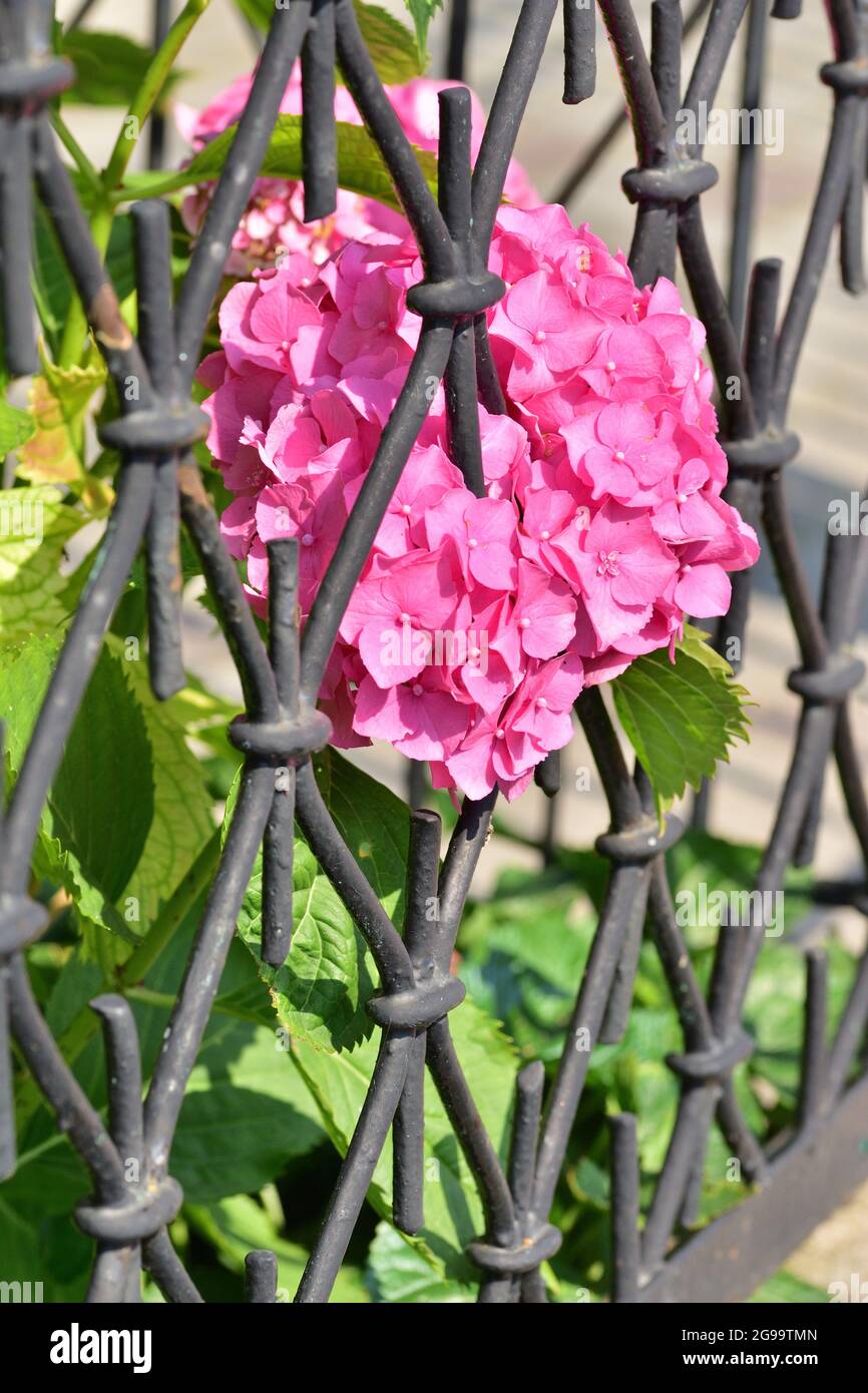 The hydrangea growing by the fence is squeezing into the street. Summer. Stock Photo