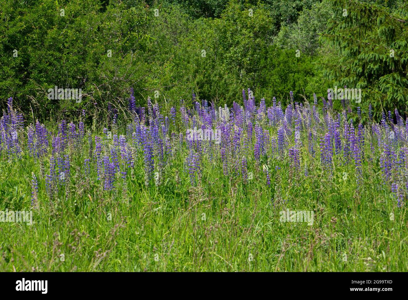 Wild blue lupins hi-res stock photography and images - Alamy