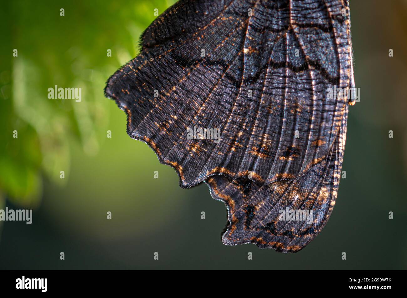 Peacock butterfly after eclosion, close up of wings hanging upside down
