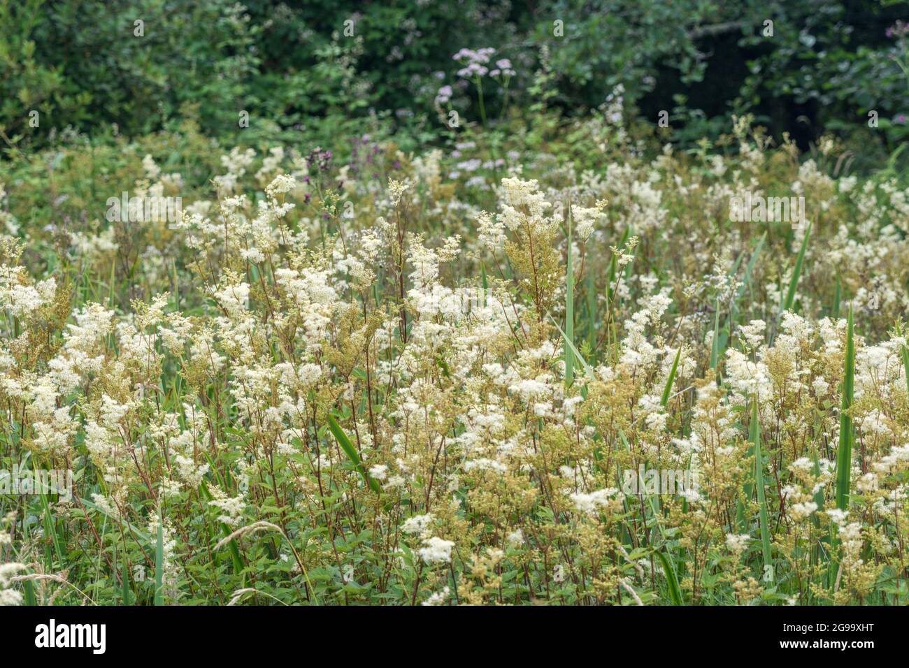 Meadowsweet / Filipendula ulmaria flowers growing in wet meadow. Medicinal plant used in herbal medicine & herbal remedies analgesic properties. Stock Photo