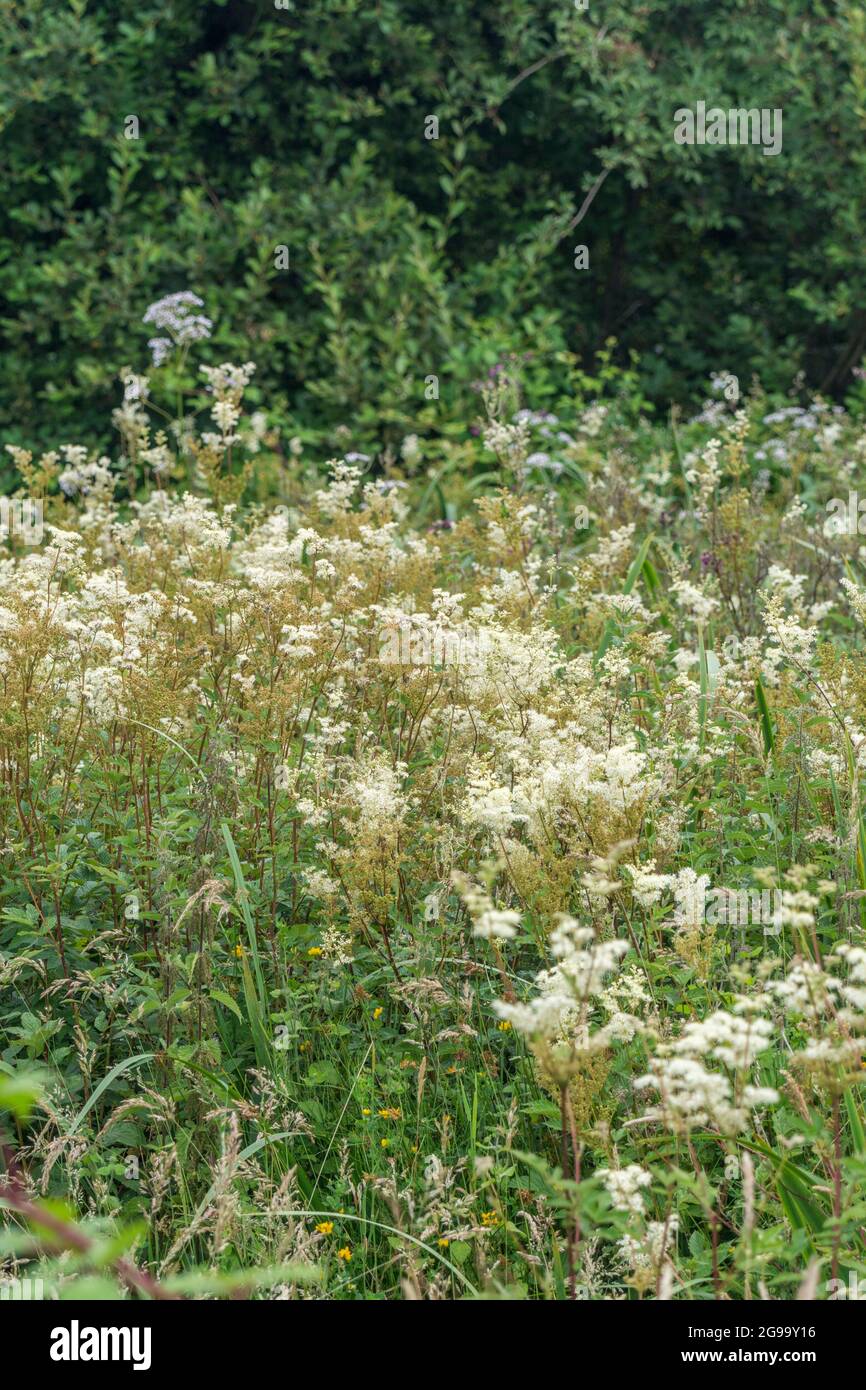 Meadowsweet / Filipendula ulmaria flowers growing in wet meadow. Medicinal plant used in herbal medicine & herbal remedies analgesic properties. Stock Photo