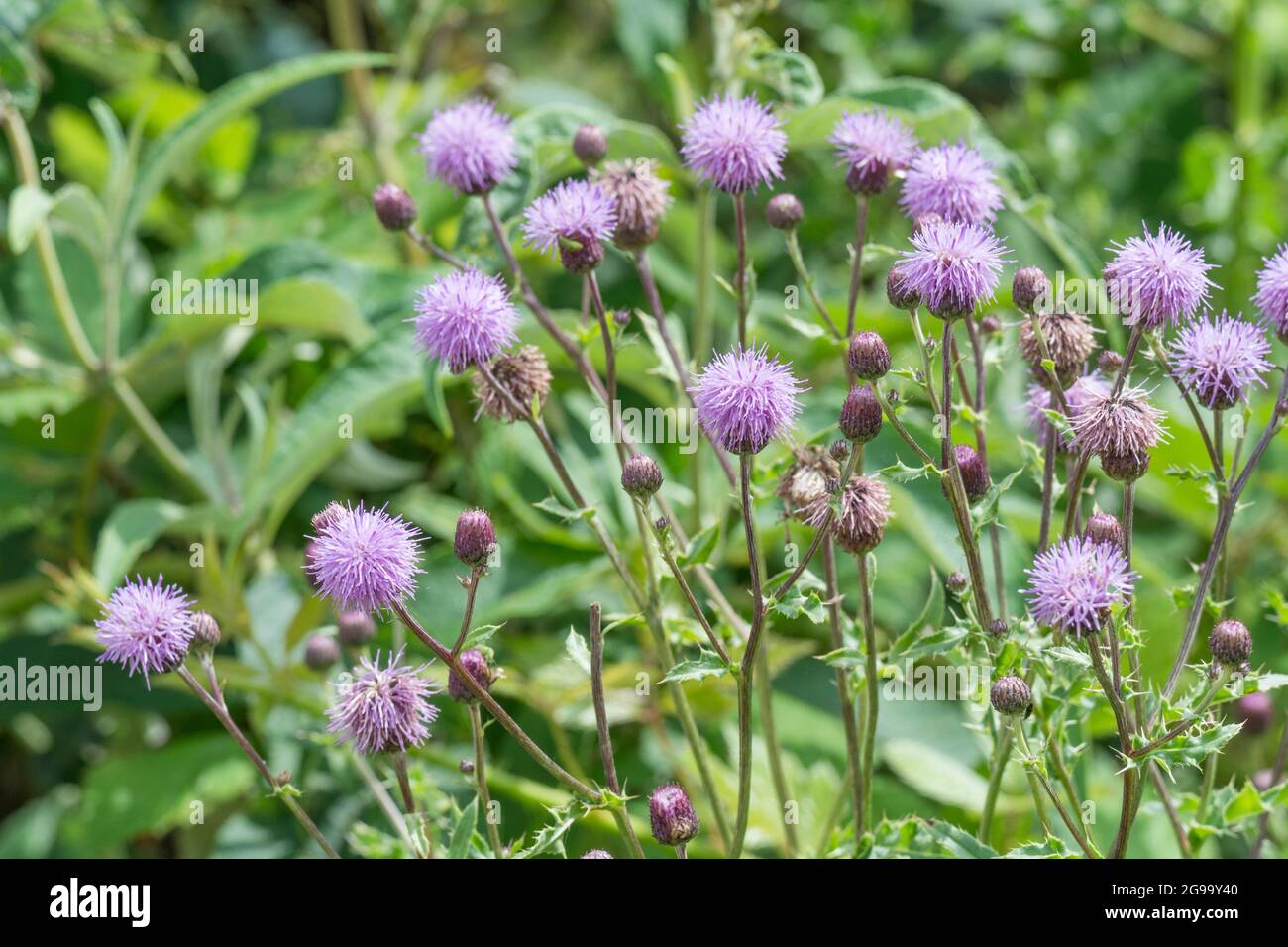 Purple flower weed deals