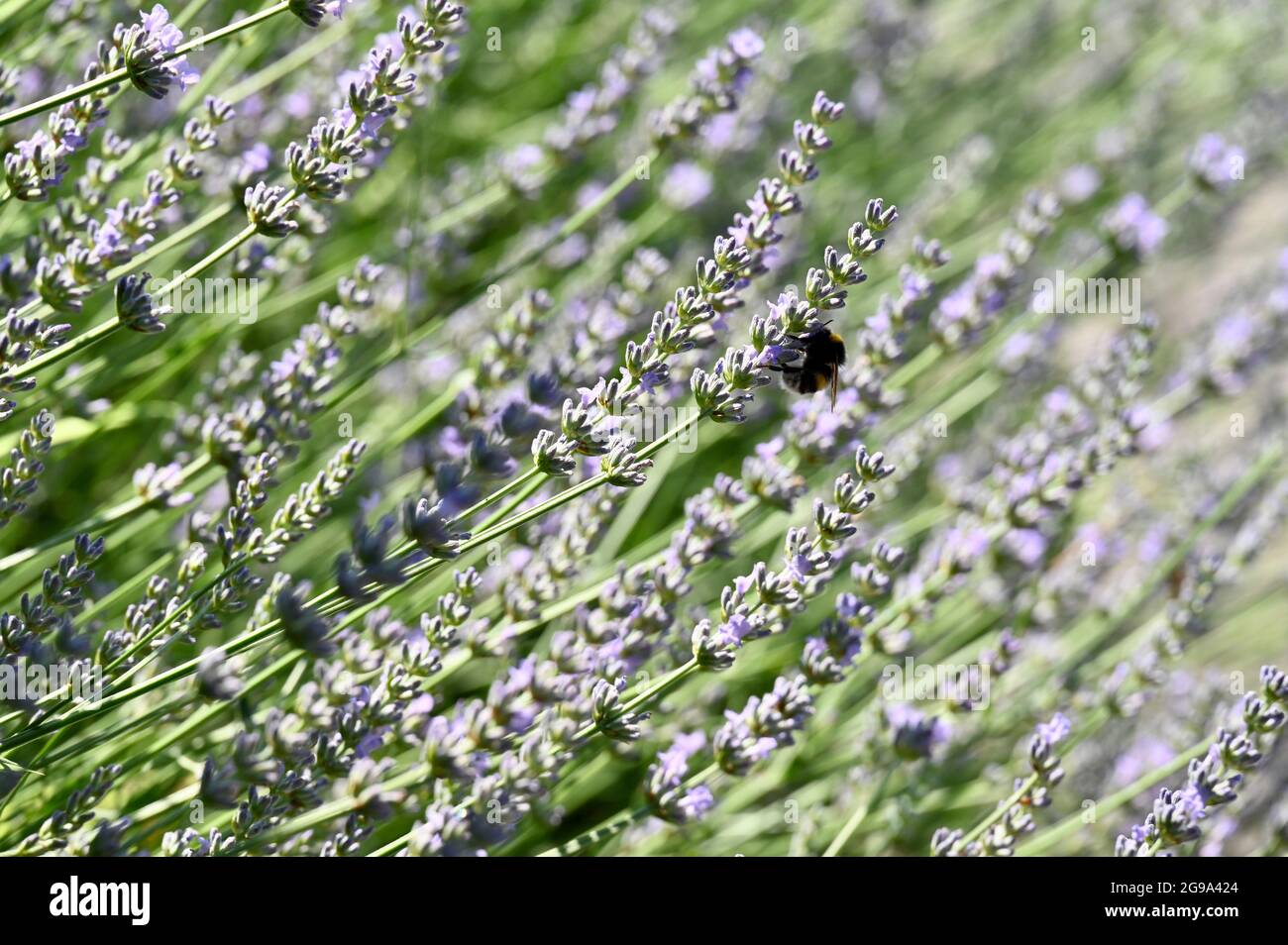 Lavender (lavandula) plant being pollinated by honeybees (Apis mellifera). Stock Photo