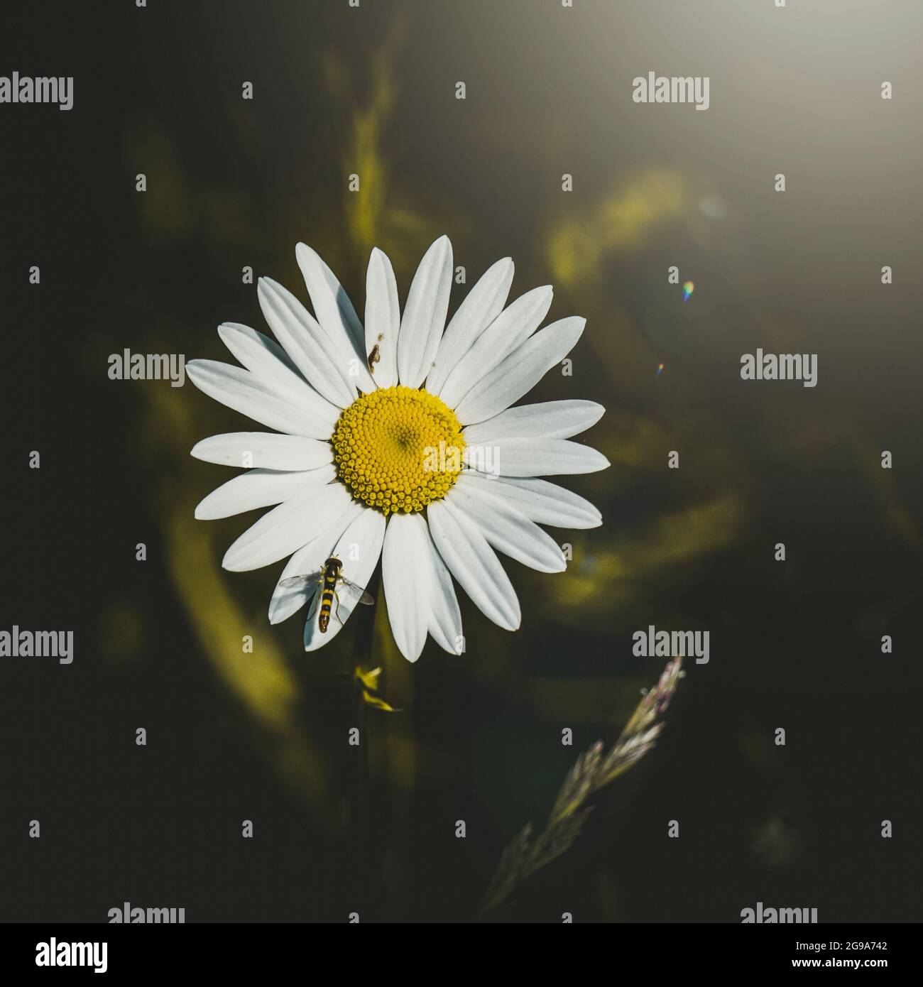 bee on the beautiful white daisy flower in springtime Stock Photo - Alamy