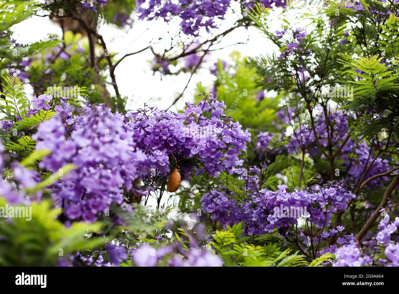 Jacaranda flowers with leaves and seed pods Stock Photo