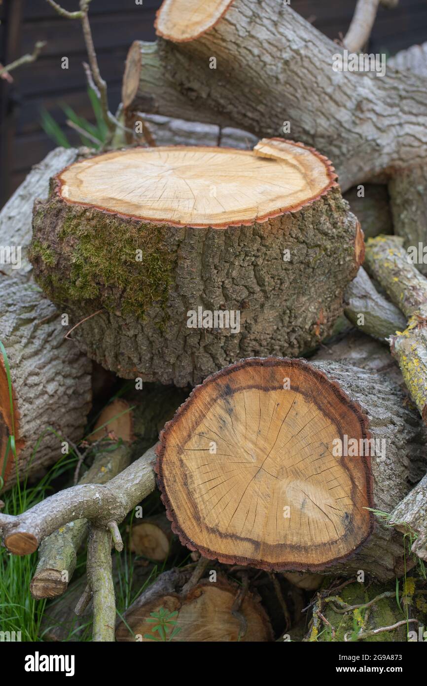 Sawn cross sections of an Oak Tree (Quercus robur),  trunk and side branches. Growth rings. Bark, cambium layer. Stock Photo