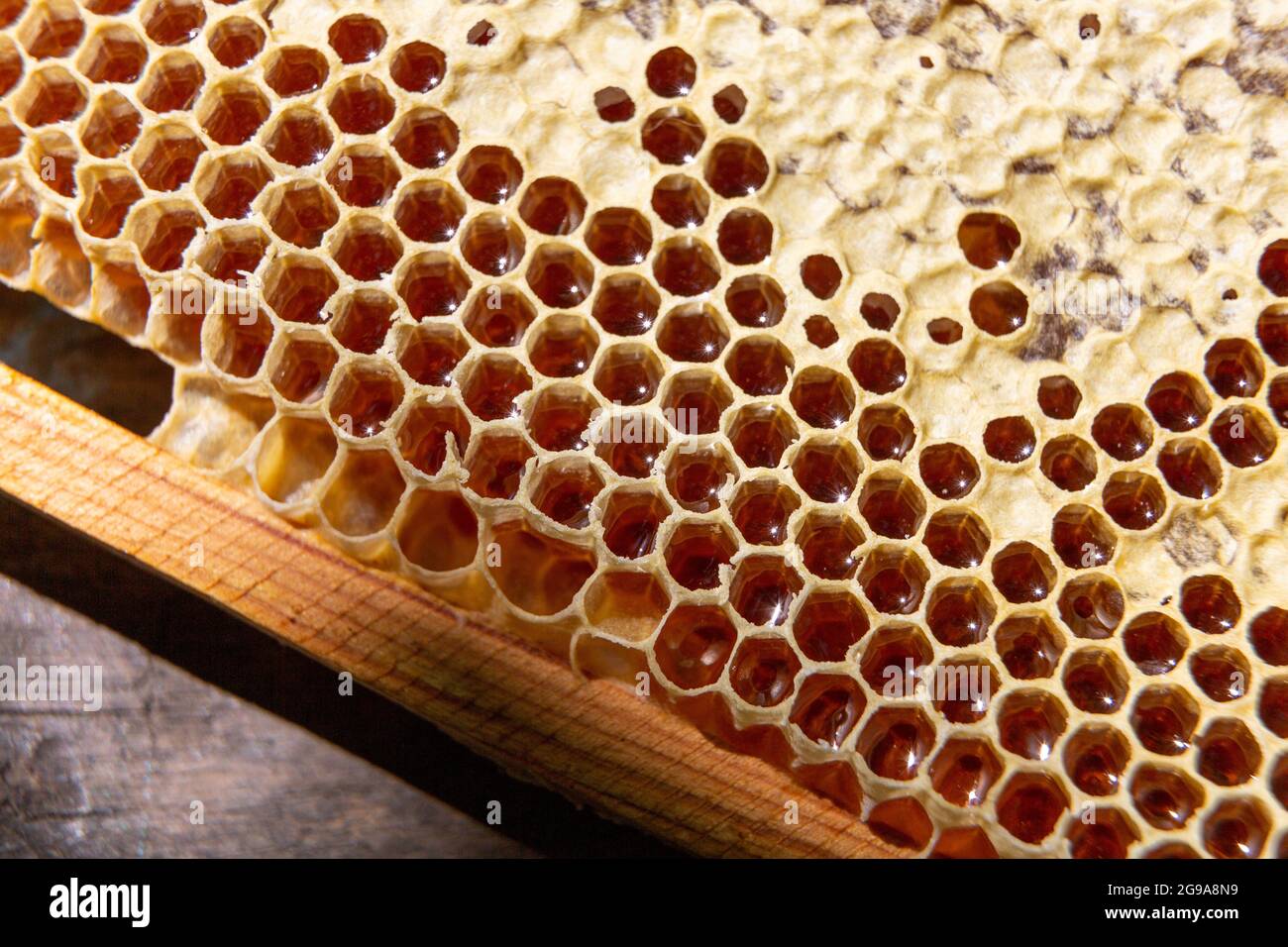 macrophotography of honeycombs filled with honey Stock Photo