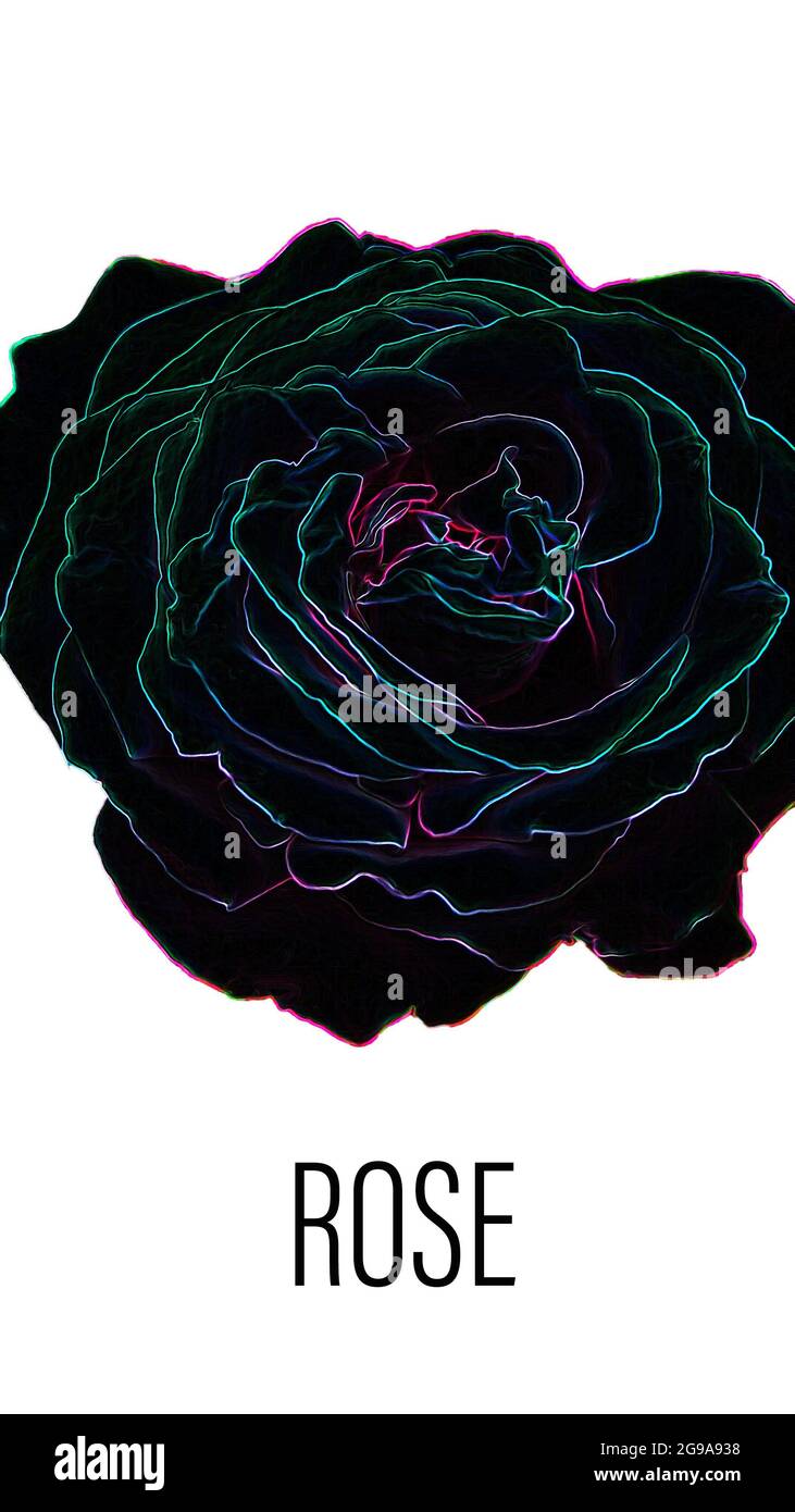 Dark rose flower white background digital illustration neon glow stroke effect. Abstract vertical flower symbol wallpaper. Fashion rose view center cl Stock Photo