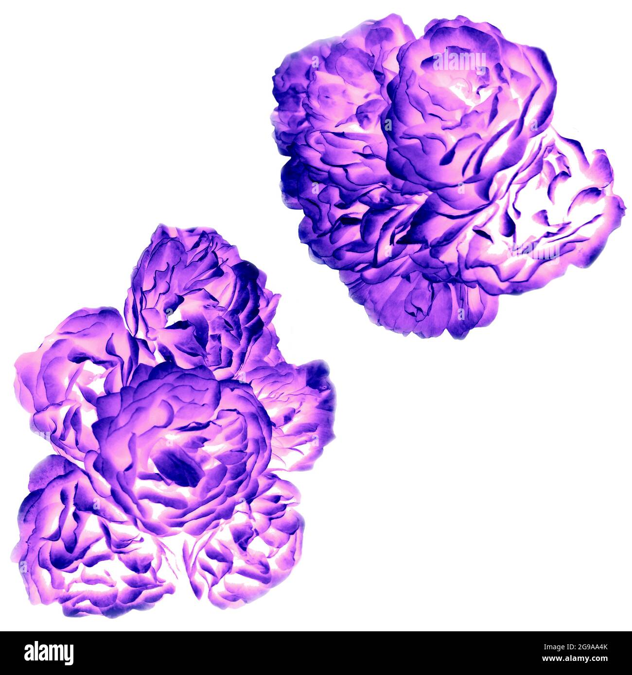 Purple pink colour bouquet of roses bud digital illustration set for copy space project. Summer floral roses neon glowing style object collection. Stock Photo