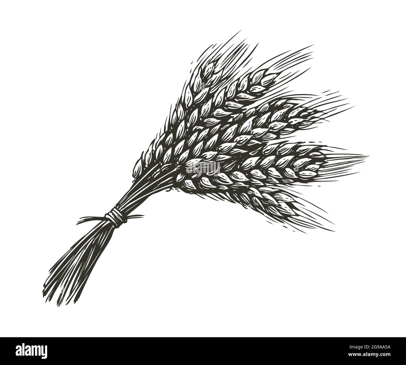 Wheat bread ears cereal crop. Hand drawn sketch in vintage engraving ...