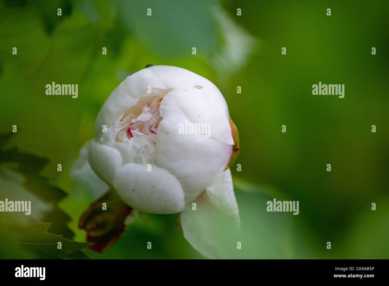 A selective focus shot of a beautiful white peony bud in the garden ...