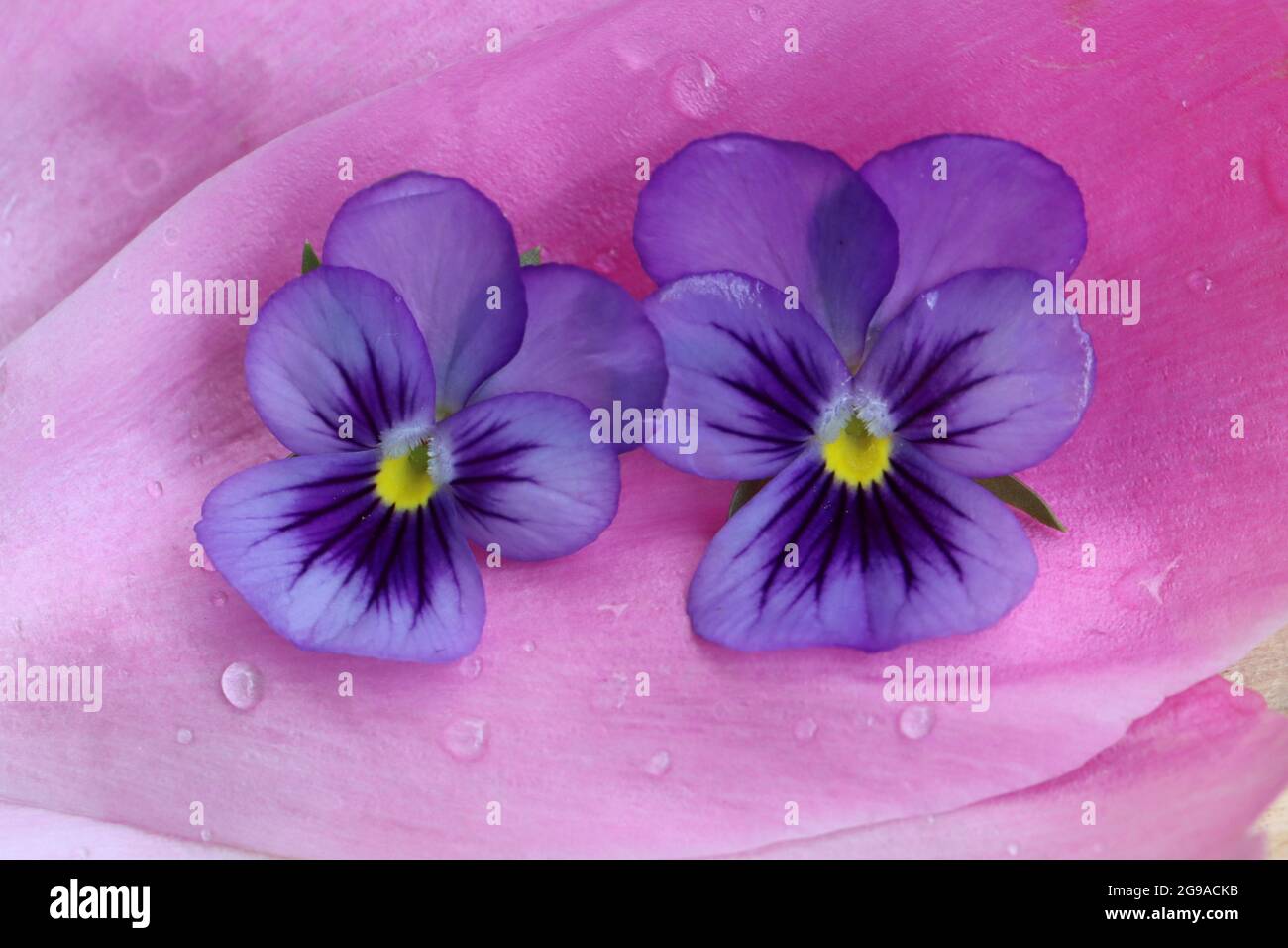 zwei zartlila Hornveilchen liegen auf einem Pfingstrosenblütenblatt Stock Photo