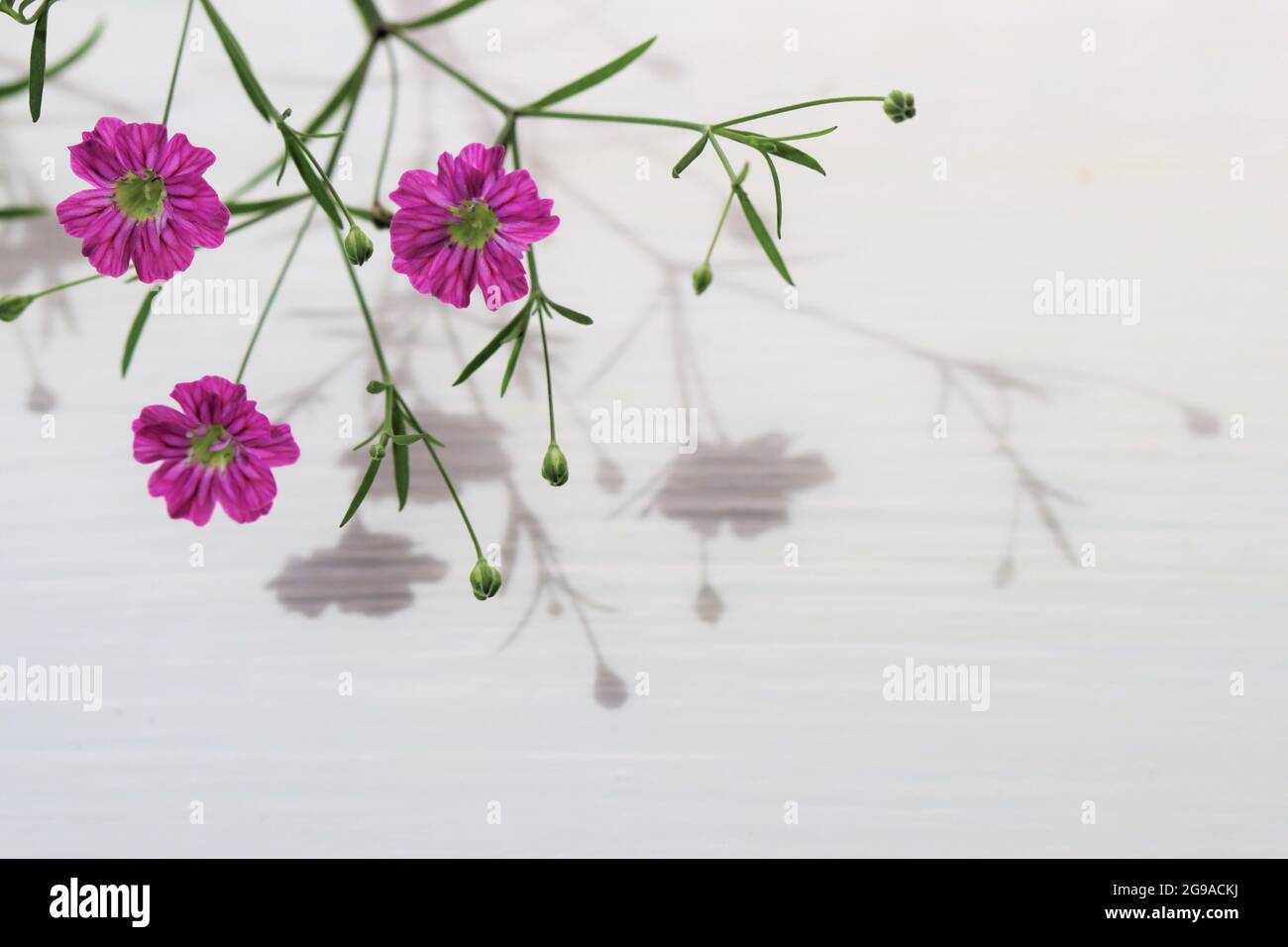 rosa Gypsophila auf weißem Holz mit Schatten Stock Photo