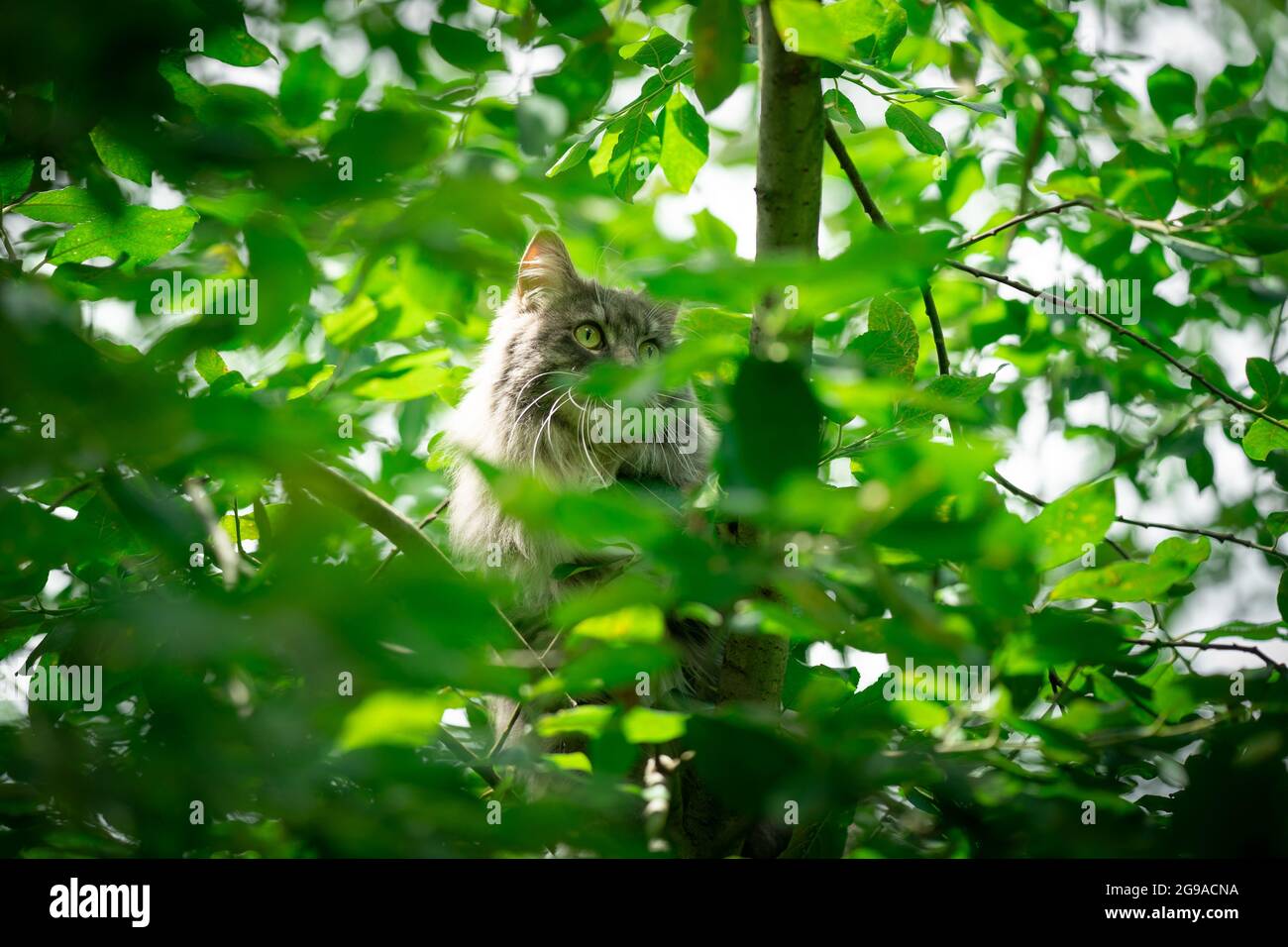 gray blue tabby maine coon cat climbing tree outdoors in green nature