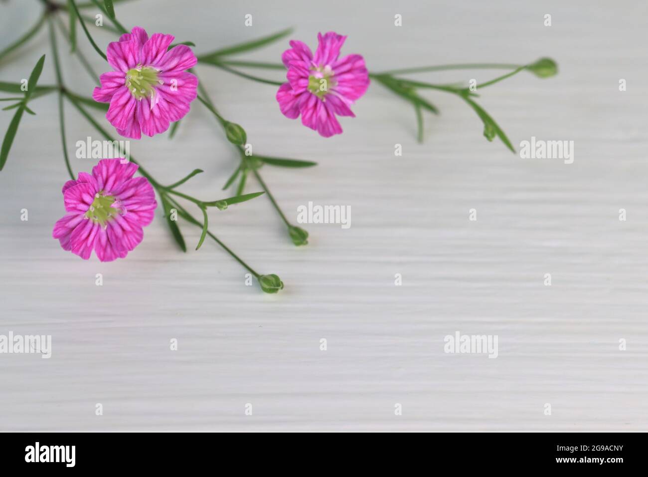 pink gypsophila with white Background and copy space Stock Photo