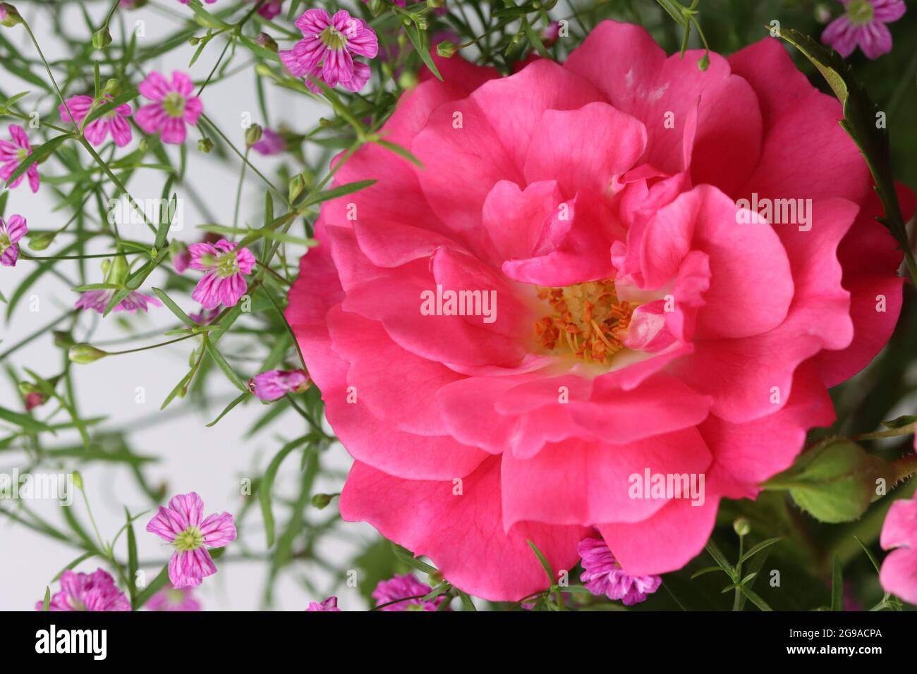 eine Rosenblüte liegt zusammen mit ein paar Zweigen rosa Schleierkraut auf weißem Untergrund Stock Photo