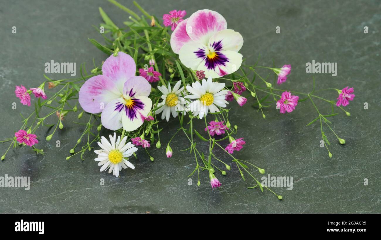 Hornveilchen, Gänseblümchen und rosa Schleierkraut liegen auf einer grauen Schieferplatte Stock Photo