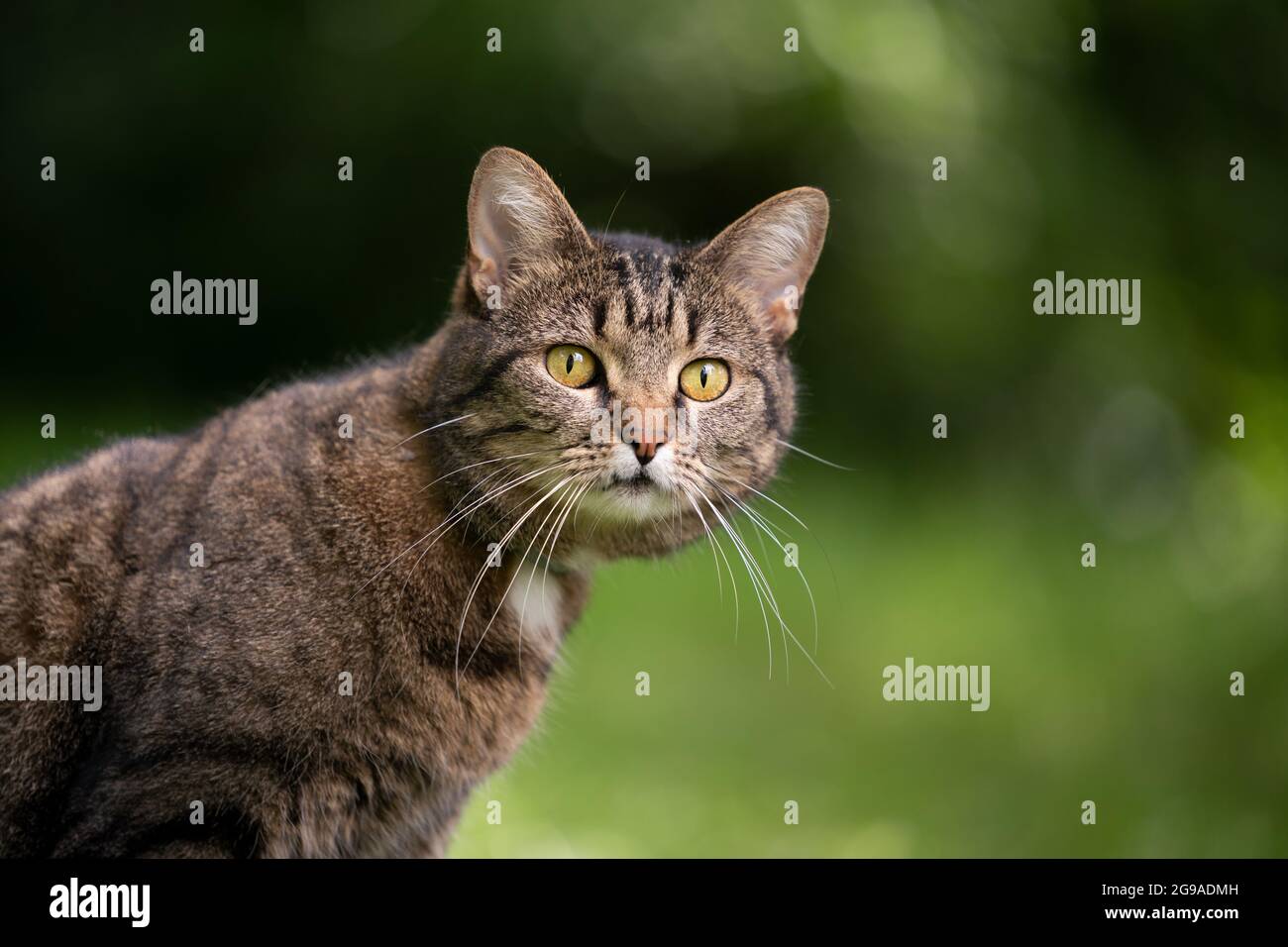 tabby cat outdoors in green nature looking curiously Stock Photo - Alamy