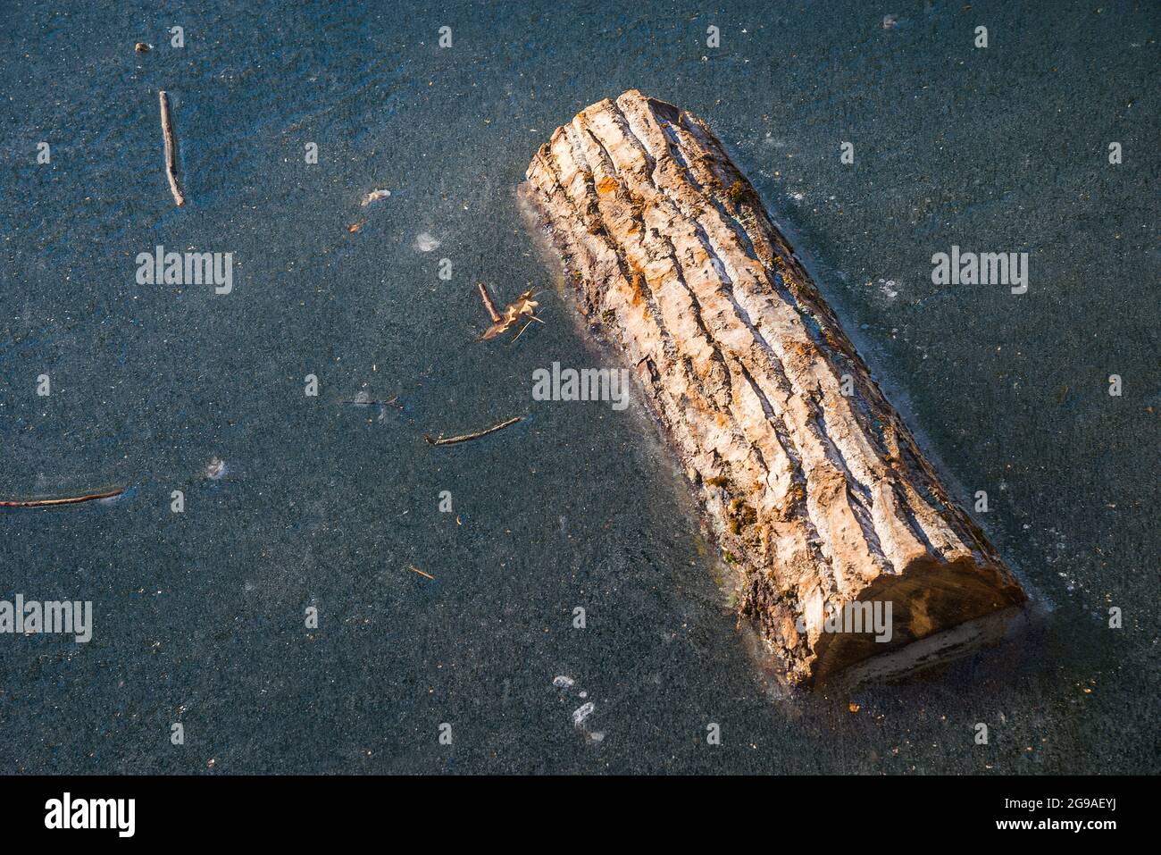 Tree trunk floating in a frozen lake. Stock Photo