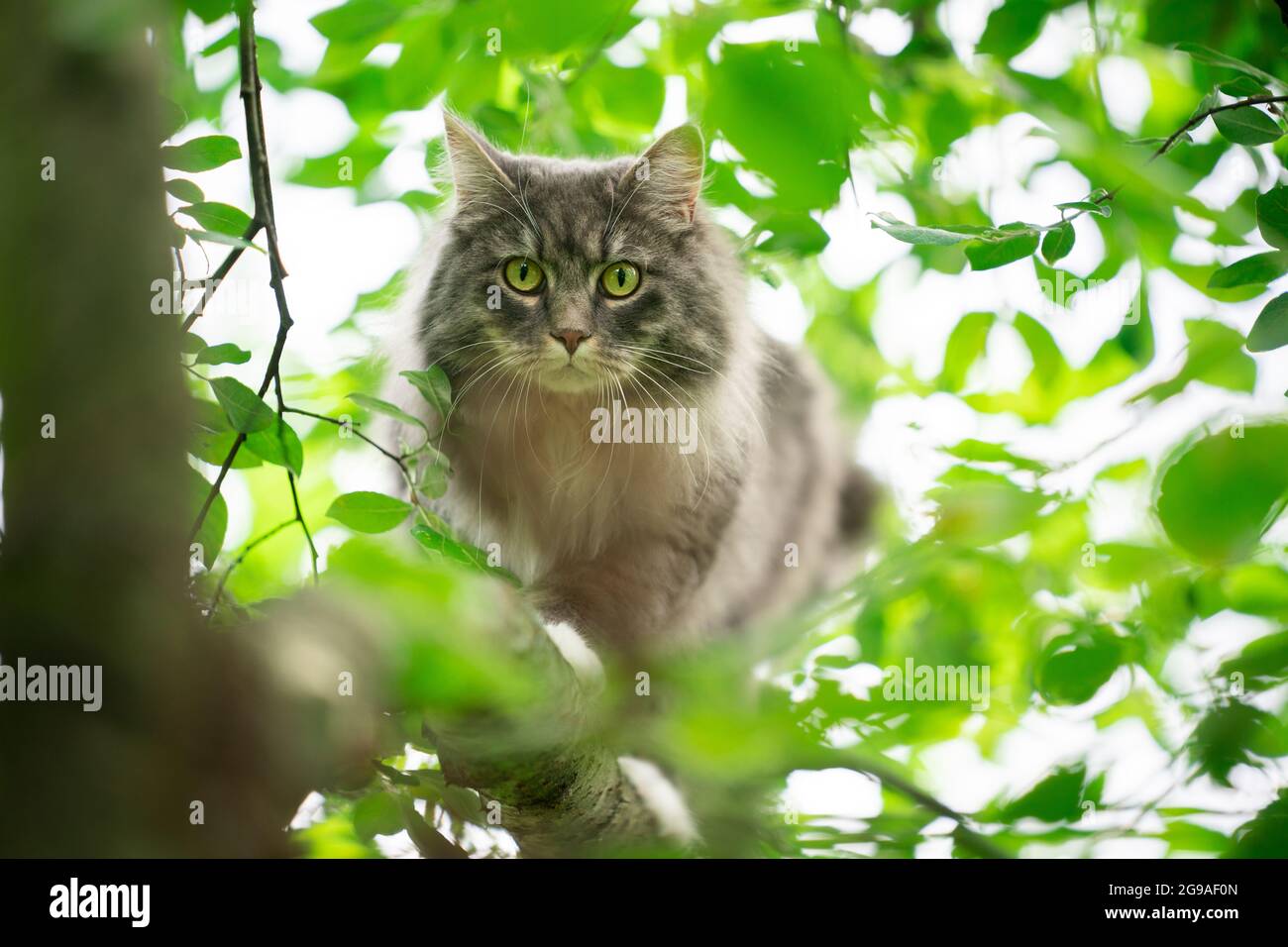gray blue tabby maine coon cat climbing tree outdoors in green nature