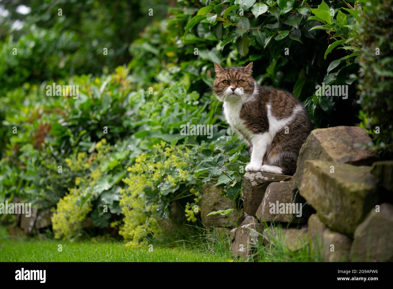tabby white british shorthair cat sitting on natural stone wall in ...