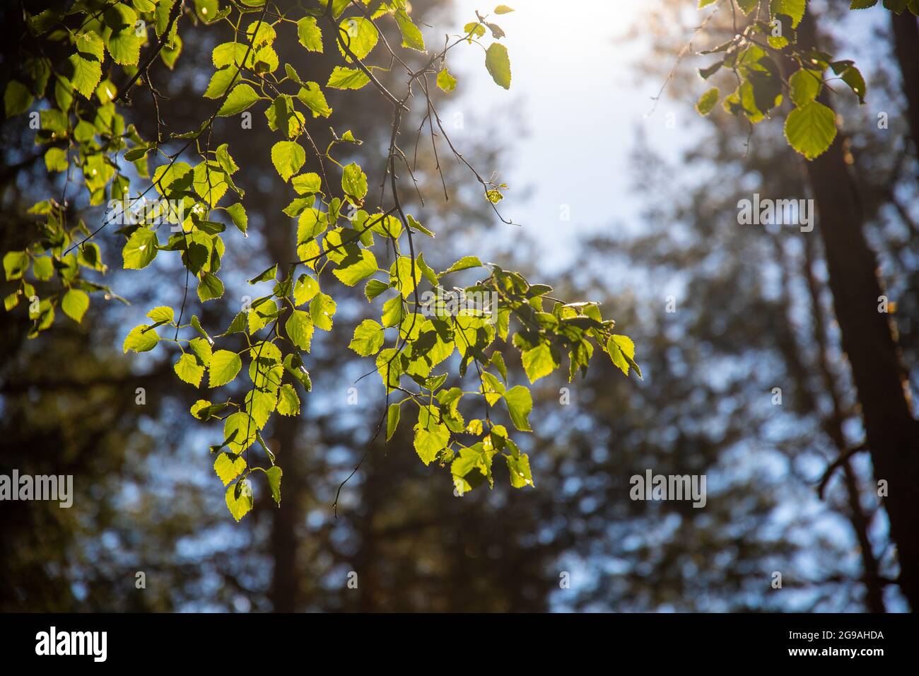 A selective focus shot of tree branches with fresh green grass under ...