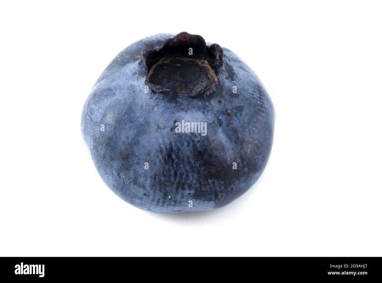 Single Blueberry Isolated on White Background. Stock Photo