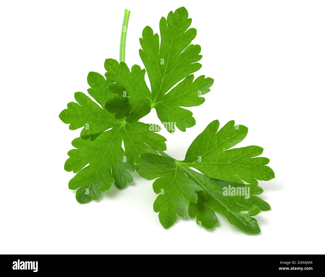 Branch of fresh green parsley isolated on white background Stock Photo ...