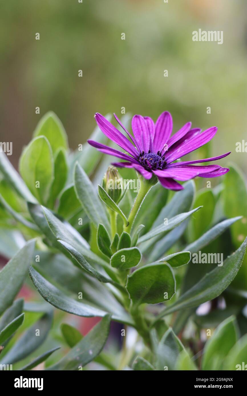 Dimorphotheca ecklonis. Blooming Cape marguerite or Van Staden's river daisy Stock Photo