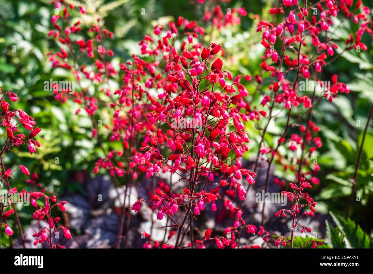 Purple Heuchera Leaves and Pink Flowers Natural Background Stock Photo