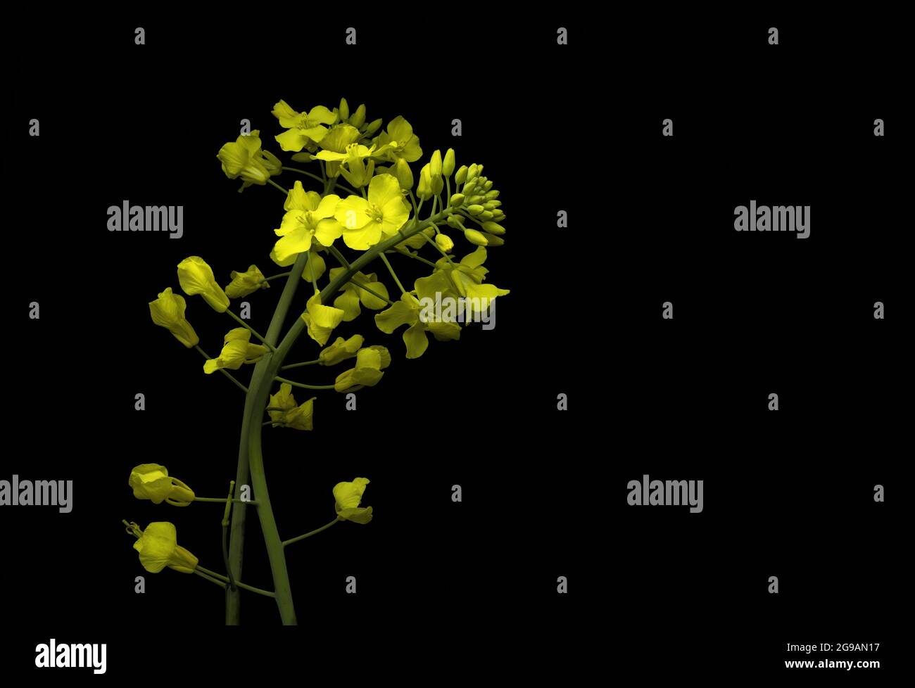 Brassica napus, Canola flower isolated. Yellow rape flowers for