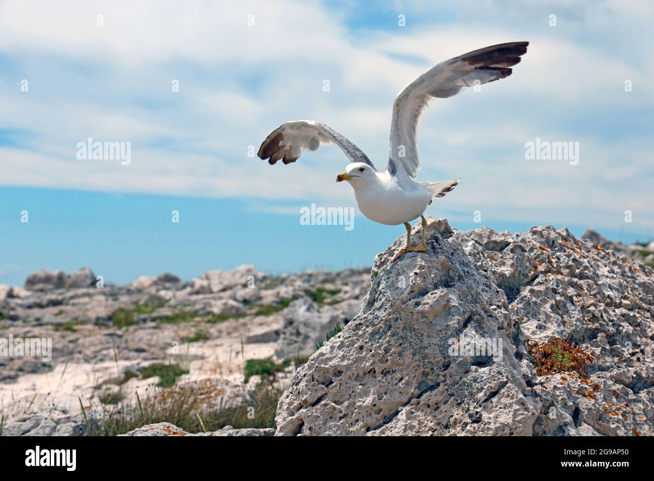 seagull with spreaded wings takes off on a stone coast in mediterrean Stock Photo