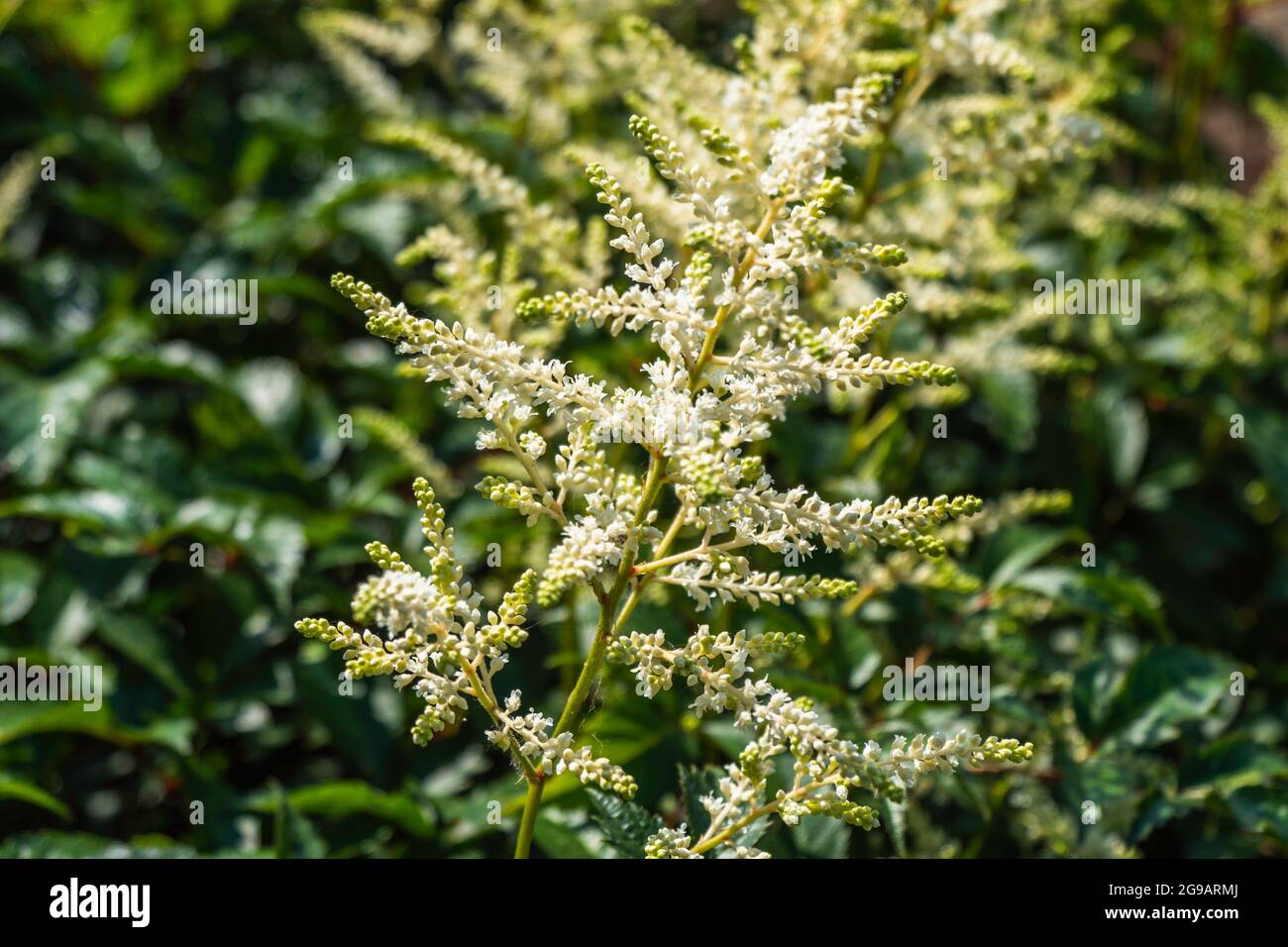 White Astilbe Flowers Growing in a Garden on a Green Background Stock Photo