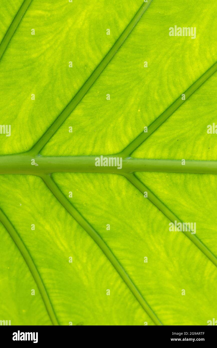 Large green leaf structure (tropical) background Stock Photo