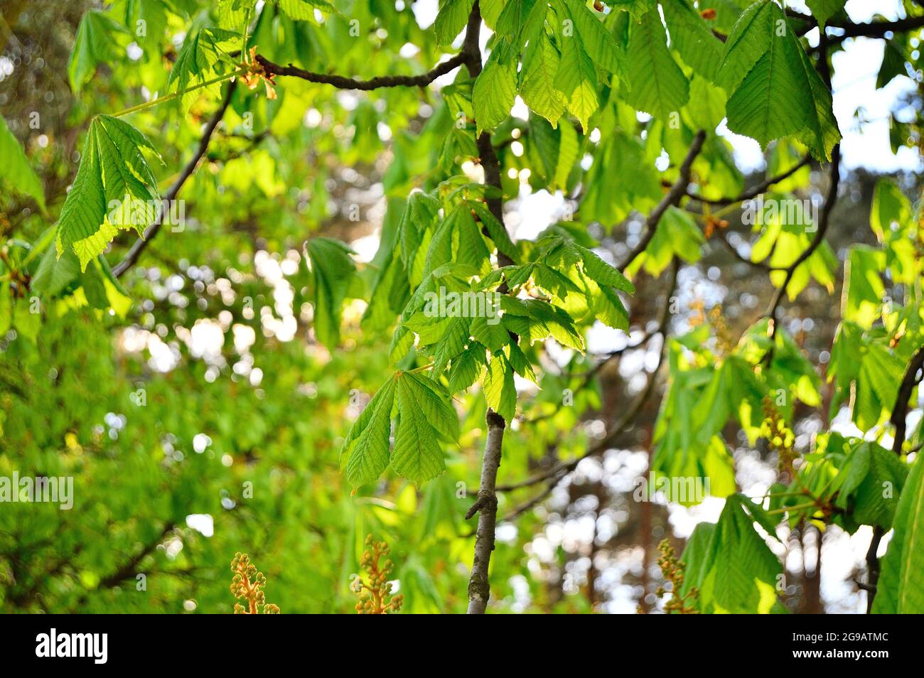 Young leaves of the tree backlit by the sun's counter light. Spring. Stock Photo