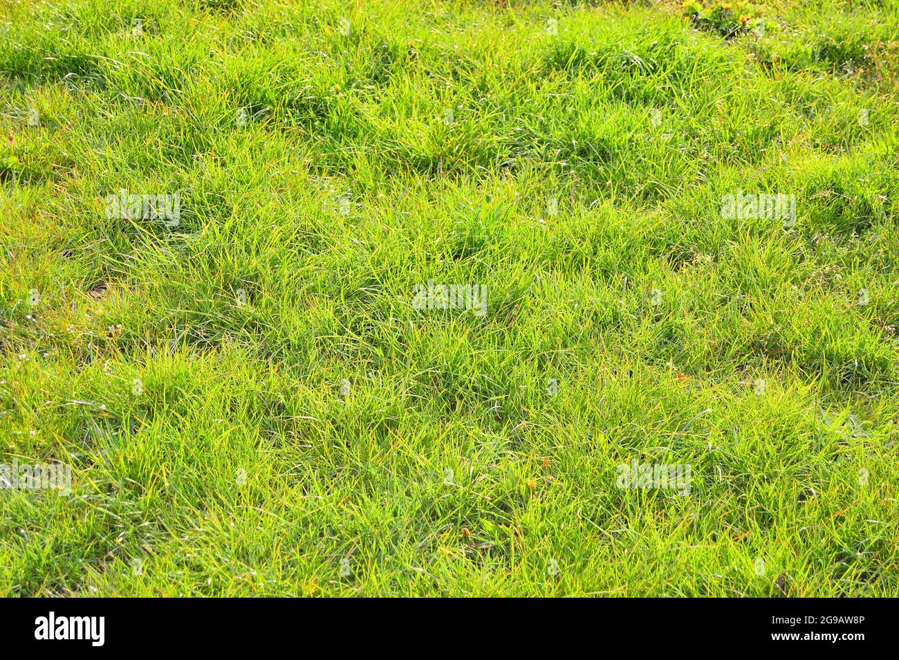 A lawn and a blade of grass zoomed in on a sunny day. Summer Stock Photo
