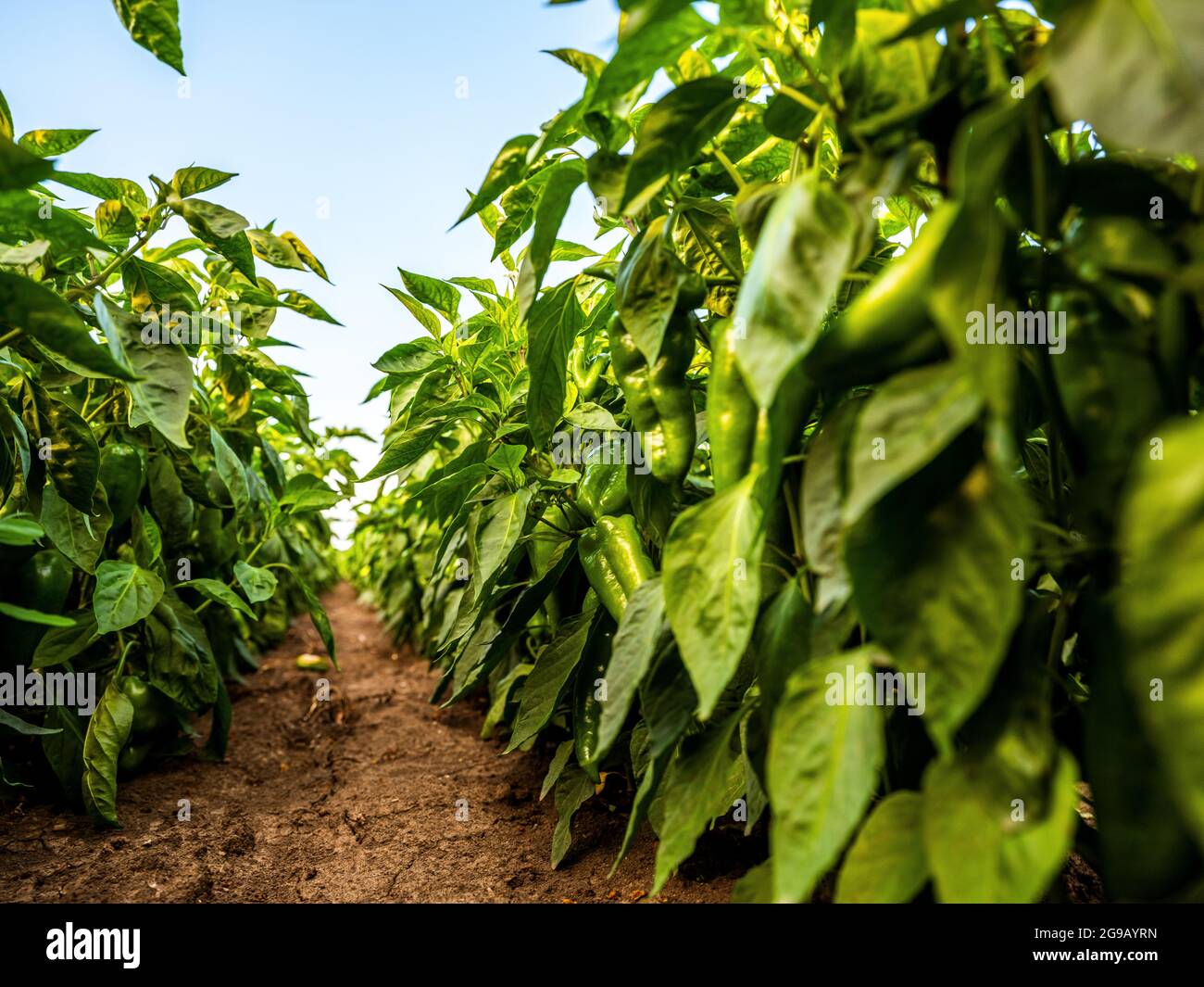 Green pepper plants at agricultural field Stock Photo Alamy