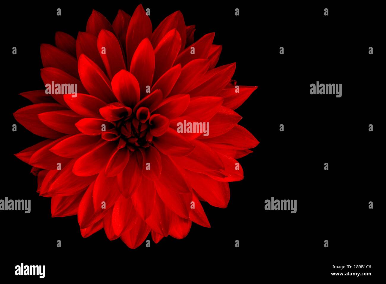 close up of red Dahlia against black backdrop Stock Photo