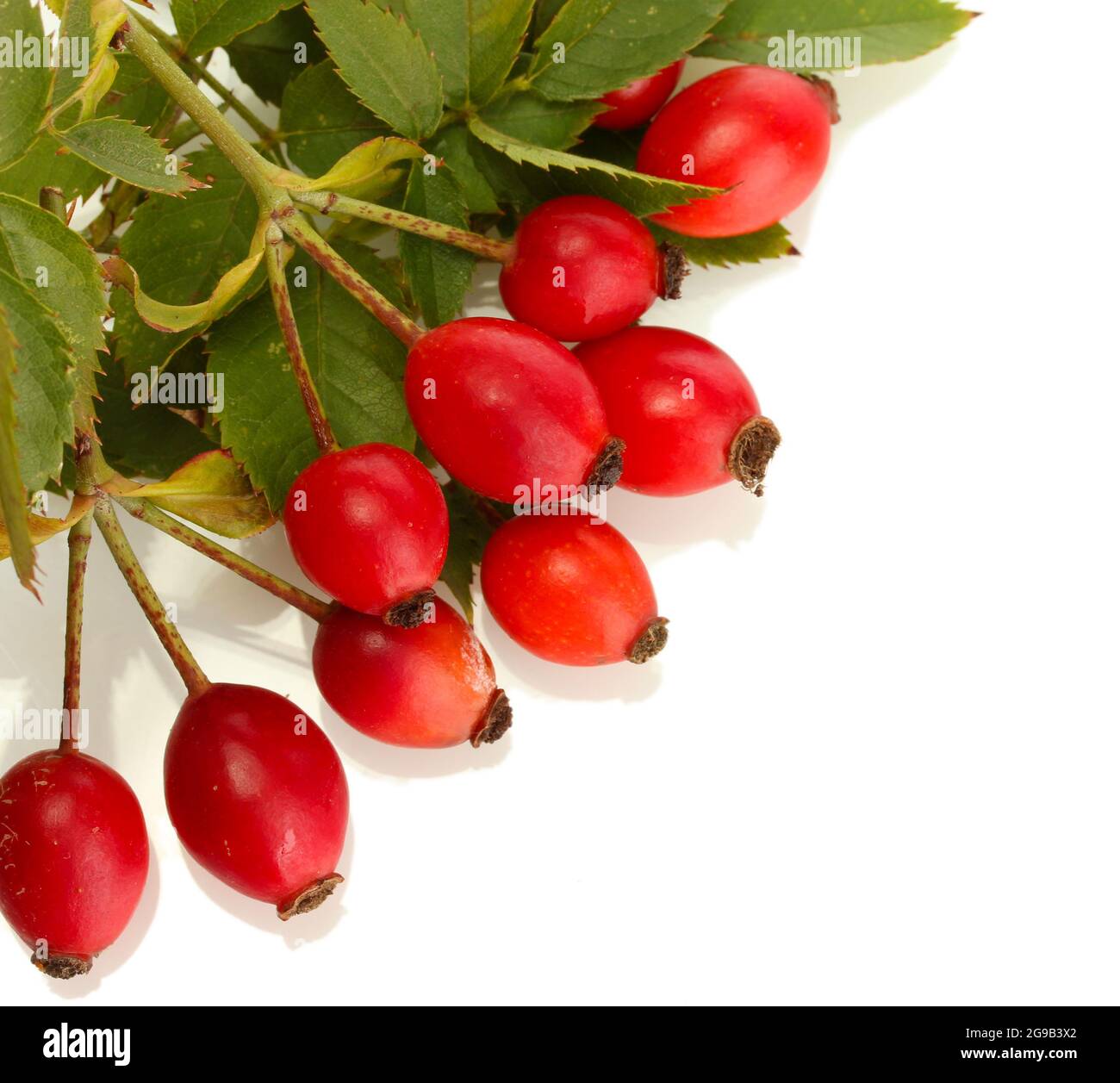 ripe hip roses on branch with leaves, isolated on white Stock Photo - Alamy